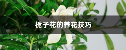 栀子花的养花技巧