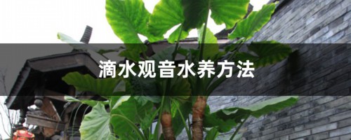 滴水观音水养方法